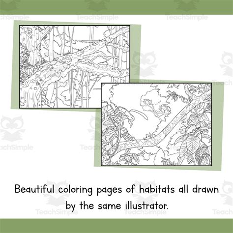 Rainforest Habitat Coloring Pages | Line Art Templates | Biome Art ...