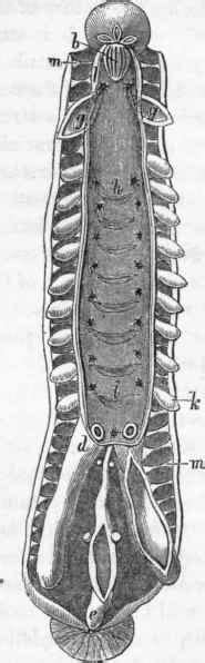 Annelida. Part 2