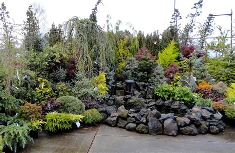 danger garden: Colorful conifers at Portland Nursery | Conifers garden ...