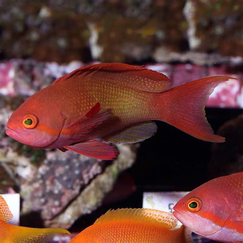 Squampinnis Anthias Male | Fast Delivery Abyss Aquatics UK