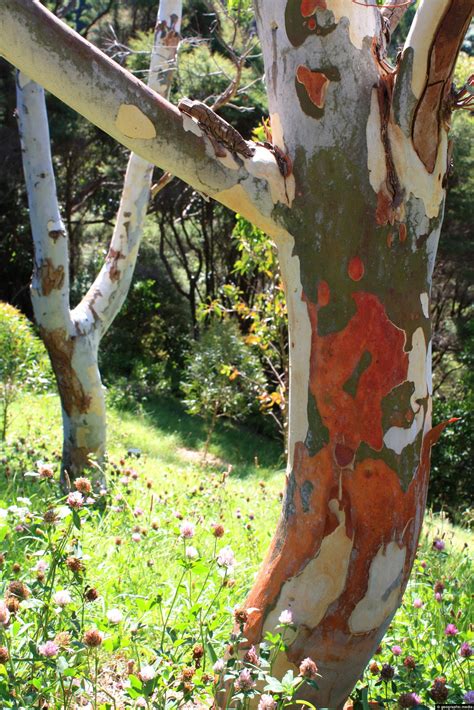 Colorful Bark on Rainbow Eucalyptus - Geographic Media