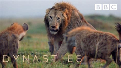 Hyena pack attacks lion | FULL CLIP - Dynasties - YouTube