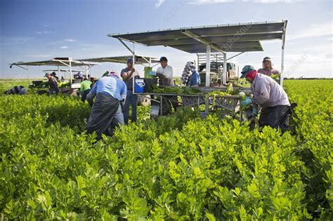 Celery harvest, Florida, USA - Stock Image - C021/7333 - Science Photo ...