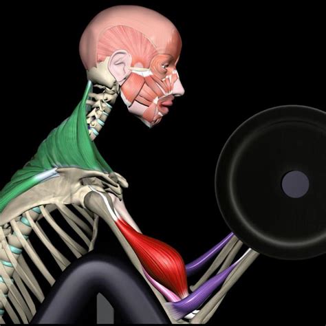 Strength Training Anatomy | the anatomy behind strength