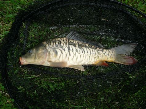 Mirror Carp P1100151 | A sequence of Mirror varieties (large… | Flickr