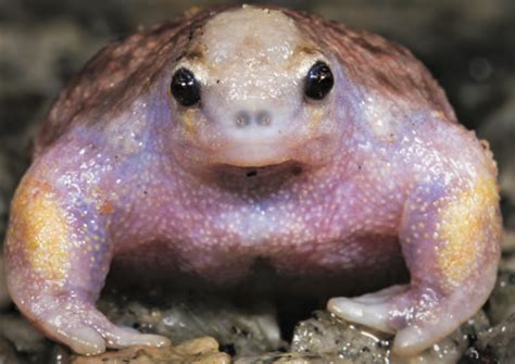 The Top 25 Ugliest Animals on Earth - Owlcation