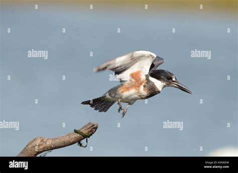 Belted Kingfisher flying to catch a fish Stock Photo - Alamy