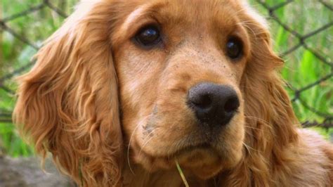 Cocker Spaniel Training Tips How to train a Cocker Spaniel at home ...