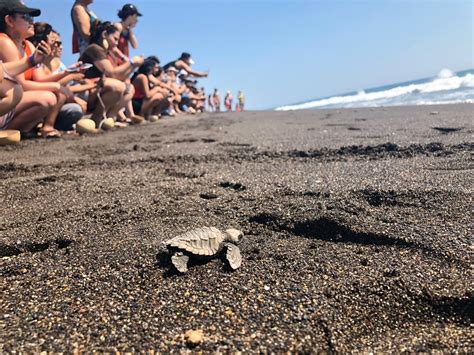 MONTERRICO MÁGICO Y LIBERACIÓN DE TORTUGAS | Viajes, Tours y Excursiones, Enero 2020 | GUATE TOUR