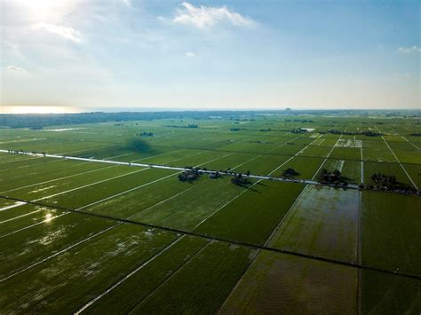 Premium Photo | Aerial view of beautiful green rice paddy field in sekinchan selangor drone ...