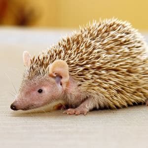 Lesser Madagascar Tenrec | racinezoo.org