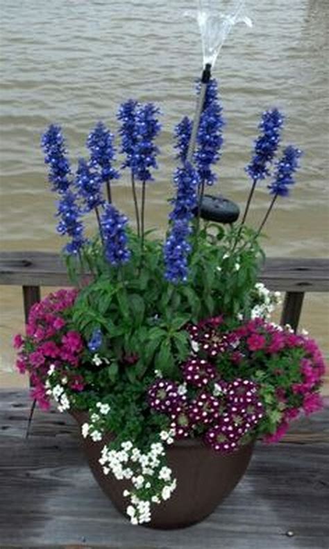 Salvia Blue Victoria, Bacopa, Verbena, Superbells Cherry Red ...