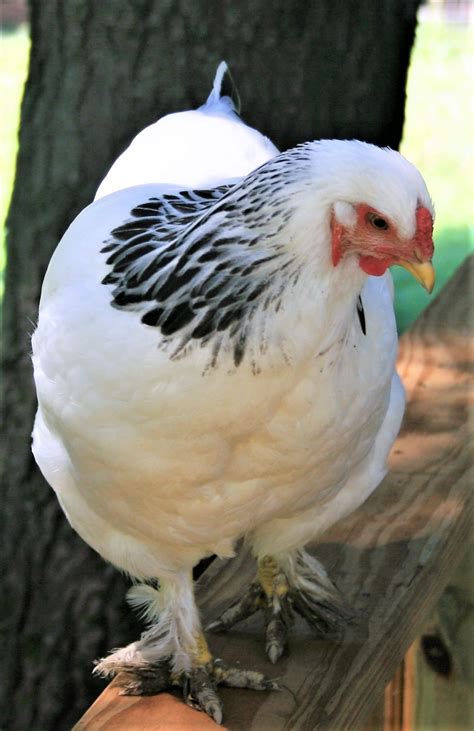 Light Brahma Chickens - Baby Chicks for Sale | Cackle Hatchery