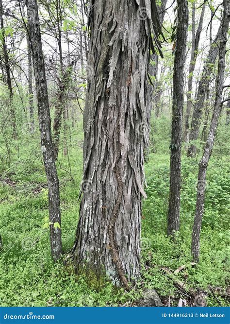 Tree Identification. Bark. Shagbark Hickory Royalty-Free Stock Photography | CartoonDealer.com ...