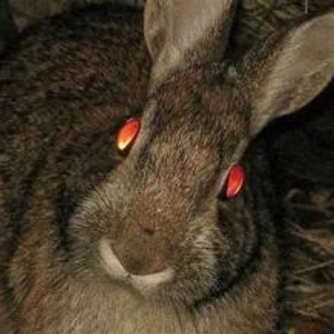 How to Identify Animal Eyes At Night By Flashlight?