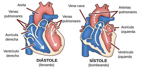 Anatomía del corazón - Labster Theory