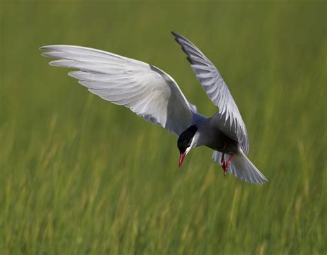 pewit: a few Whiskered Terns