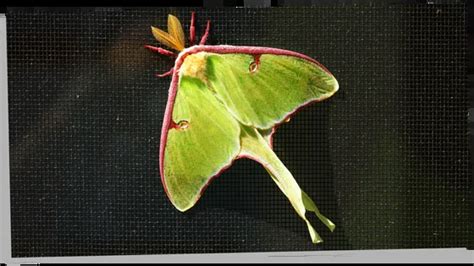 Luna Moth Symbolism: 12 Amazing Meanings Explored - Subconscious Servant