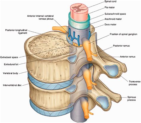 Low back pain in adults - Christopher M Peake, 2019