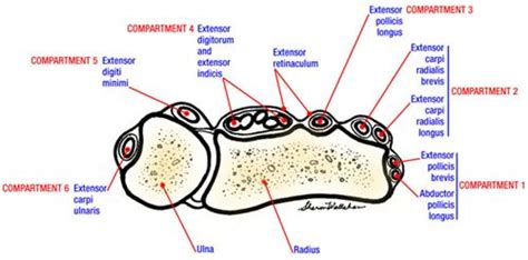 Hand therapy, Medical anatomy, Compartment