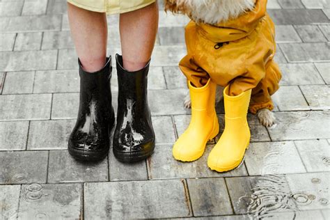 Person in Black Rain Boots Beside a Dog Wearing Yellow Rain Boots ...