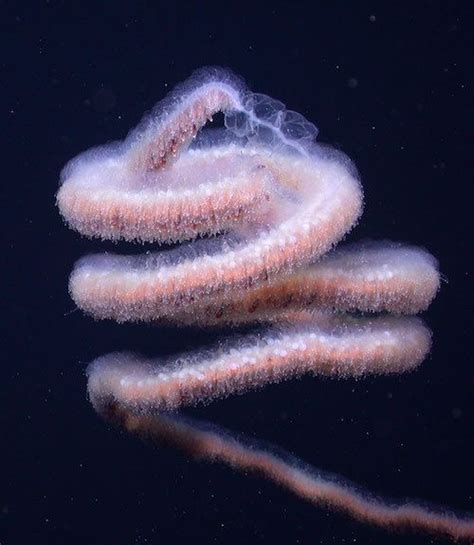 Siphonophores (pictured) are jellyfish-like colonies that shake up the ...