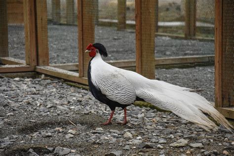 Free Images : nature, bird, wing, white, farm, prairie, animal ...