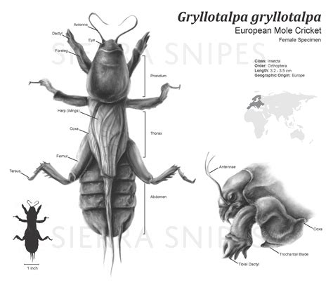 Sierra Snipes - Eurpoean Mole Cricket, 2016, Carbon dust