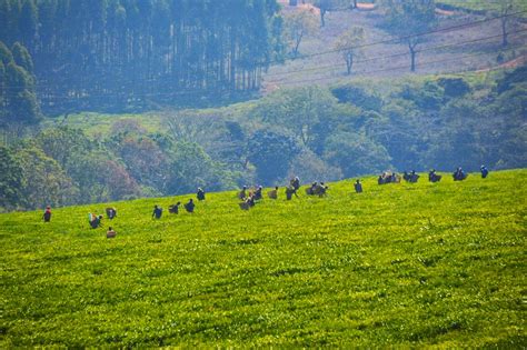 Mulanje Mountain: A road trip in Malawi