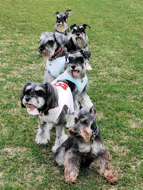 Schnauzer party...they look so happy | Beautiful dogs, Cute dogs, Most beautiful dogs