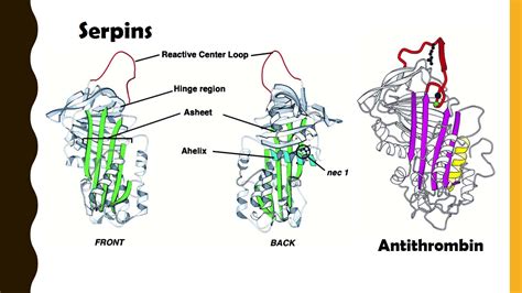 Antithrombin III - YouTube