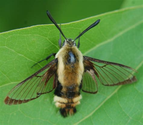 Springfield Plateau: Hawkmoths See Humidity