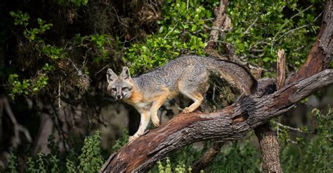 Can Foxes Climb Trees? - IMP WORLD