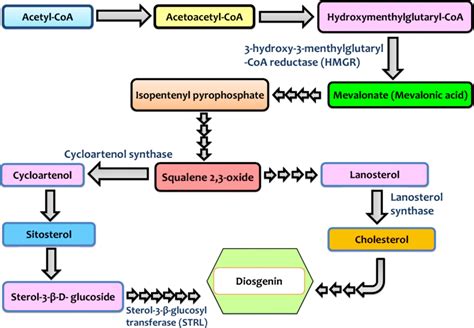 Biosynthesis pathway of diosgenin | Download Scientific Diagram