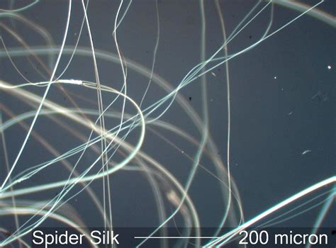 Spider Silk Under the Microscope