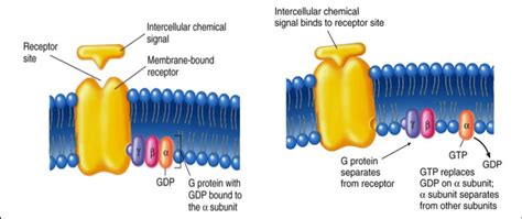 3.a): Membrane -bound receptors that activate G protein. | Download ...