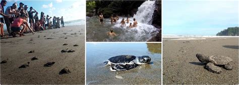 Volunteer With Sea Turtles In Costa Rica | The Great Projects