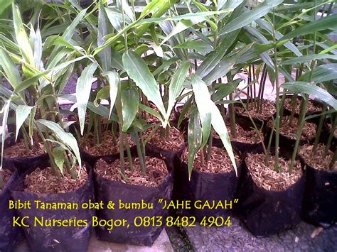 KC NURSERIES BOGOR: Jahe GAJAH