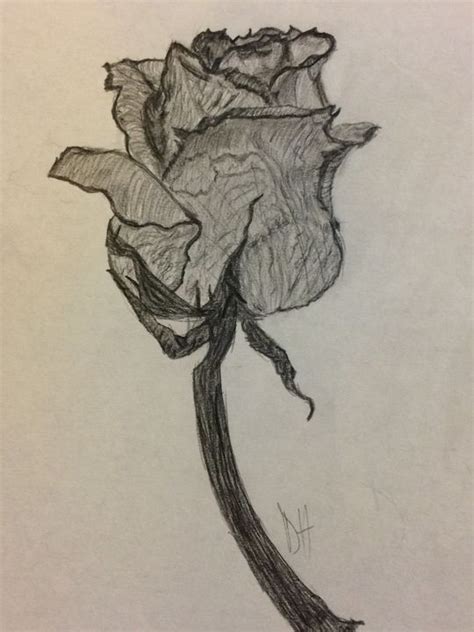 Dead Rose - Destiny M.H. - Drawings & Illustration, Flowers, Plants, & Trees, Flowers, Other ...