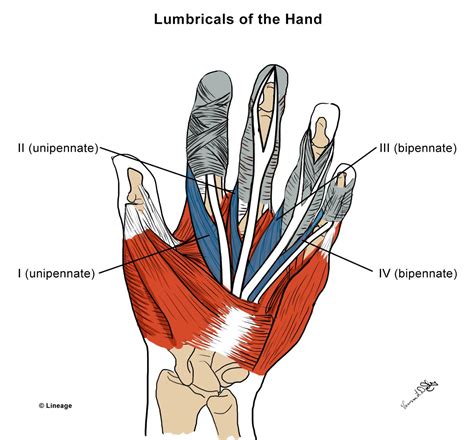 Intrinsic Hand Muscles - MSK - Medbullets Step 1