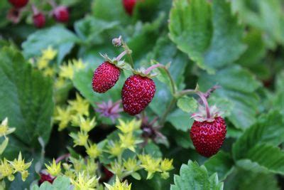 Learn About Forest Gardens: How To Plant An Edible Forest Garden