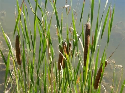 Pond & Lake Zone Identification - Kasco Marine