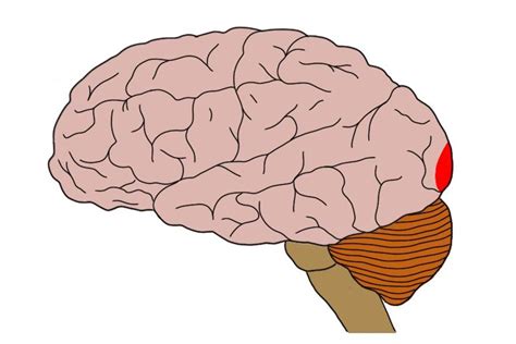 Know Your Brain: Primary Visual Cortex