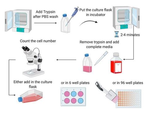 Basic Cell Plating and Cell Culture Maintenance Protocol