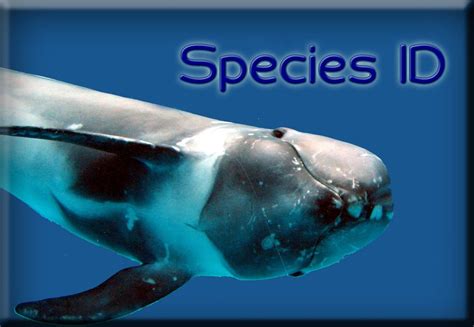 Spotted a cetacean but don't know what it was? Contact us!! | Cetacean, Marine mammals, Mammals