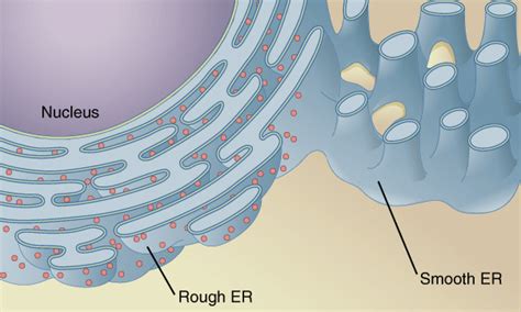 Smooth Endoplasmic Reticulum (SER) — Structure & Function - Expii