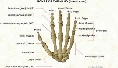 Hand Joints| Interactive Health