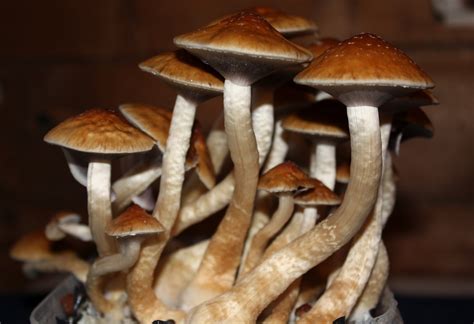 Legion of Shroom: Psilocybe cubensis "Golden Teacher" - Magic Mushrooms