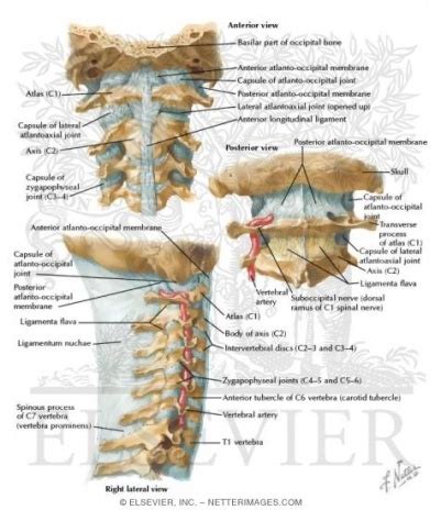 Structure and Function of the Cervical Spine - Physiopedia