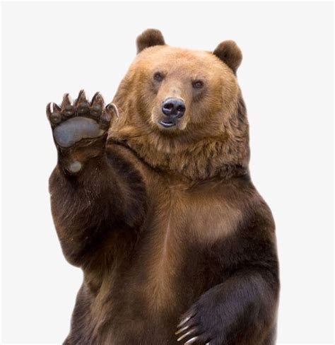 Waving Bear, Bear, Brown Bear, Wild Animals PNG Transparent Clipart Image and PSD File for Free ...